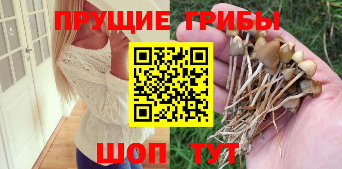 Галлюциногенные грибы Psilocybe Чехов